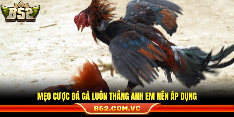 Mẹo Cược Đá Gà Luôn Thắng Từ Người Chơi Lâu Năm Tại B52 3 Chia sẻ mẹo cược đá gà luôn thắng cho anh em